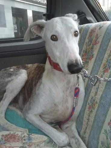 ADOPTA A LUCERO. (ZARAGOZA)