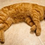 Cómo saber si un gato está castrado o esterilizado cómo saber si un gato está castrado