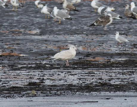 Llegan las blancas, hiperbórea en la ría.