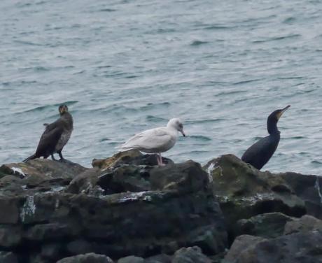 Llegan las blancas, hiperbórea en la ría.