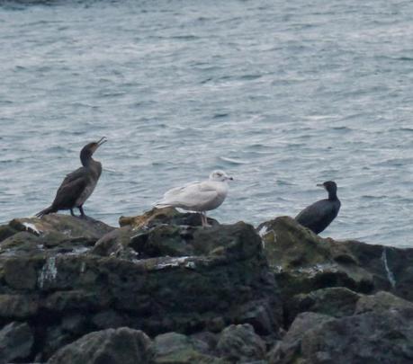 Llegan las blancas, hiperbórea en la ría.
