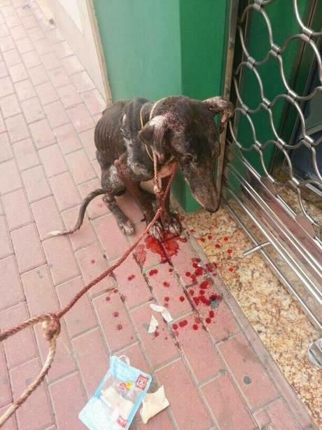 YUKI: EL CORAJE DE VIVIR...Galguita en terrible estado.