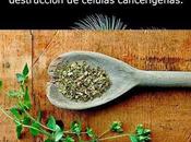 Principio activo orégano mata células cáncer próstata
