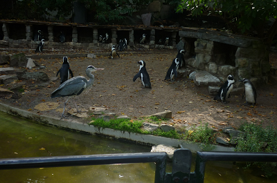 Visitando Artis, el zoo de Amsterdam