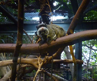 Visitando Artis, el zoo de Amsterdam