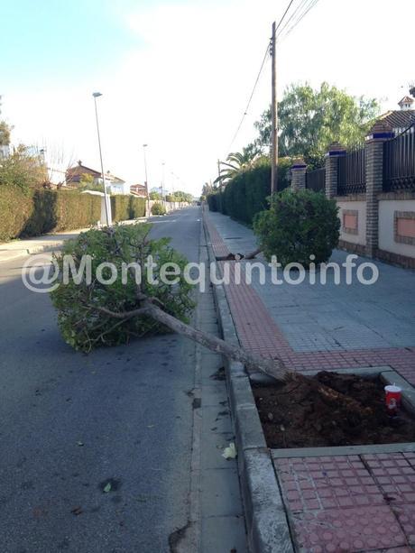 Identifican a cuatro menores por destrozar árboles en Montequinto Destrozos arboles Montequinto