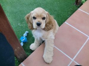 Niños y animales en casa CIMG0250