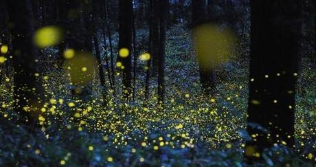 Soñar con mariposas, luciérnagas y libélulas un sueño fantasioso