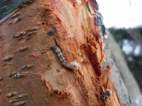 EL GUSANO CABEZUDO, UN TEMIBLE ENEMIGO DE ARBOL FRUTAL