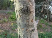 gusano cabezudo, temible enemigo arbol frutal