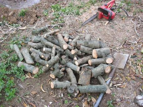 EL GUSANO CABEZUDO, UN TEMIBLE ENEMIGO DE ARBOL FRUTAL