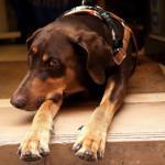 factores de riegos de la artritis en los perros