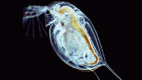 Esperanza de eternidad para usuarios de Twitter