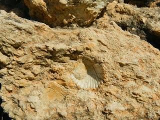 Muros de piedra seca con fósiles. El Catllar (Tarragona)