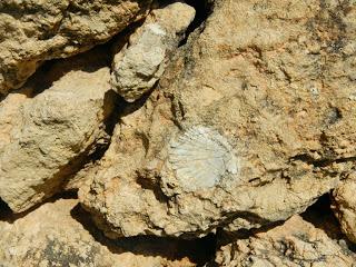 Muros de piedra seca con fósiles. El Catllar (Tarragona)