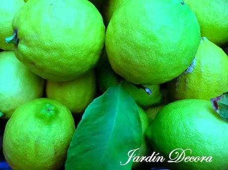 Mi-cosecha-de-limones