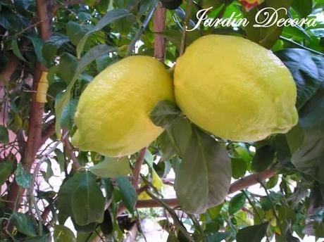 Mi-cosecha-de-limones-dos