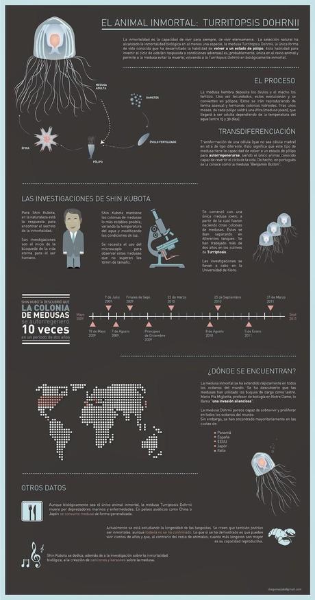 El animal inmortal: Turritopsis Dohrnii #Infografía #Curiosidades #Animales