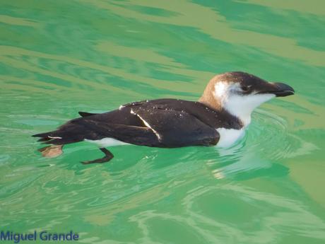 ALCAS,ARAOS Y UN MOÑUDO