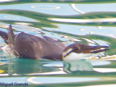 ALCAS,ARAOS Y UN MOÑUDO