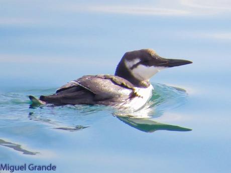 ALCAS,ARAOS Y UN MOÑUDO