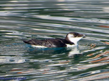 ALCAS,ARAOS Y UN MOÑUDO