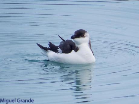 ALCAS,ARAOS Y UN MOÑUDO