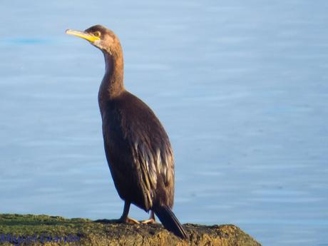 ALCAS,ARAOS Y UN MOÑUDO