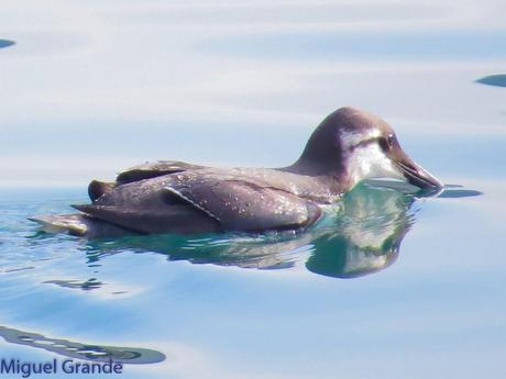 ALCAS,ARAOS Y UN MOÑUDO