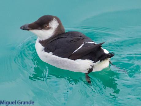 ALCAS,ARAOS Y UN MOÑUDO