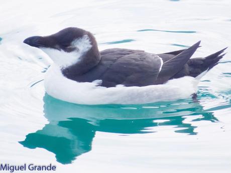 ALCAS,ARAOS Y UN MOÑUDO