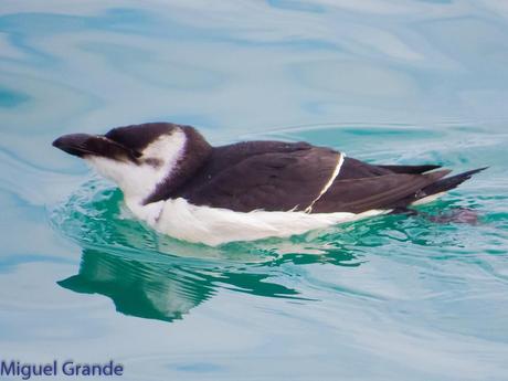 ALCAS,ARAOS Y UN MOÑUDO