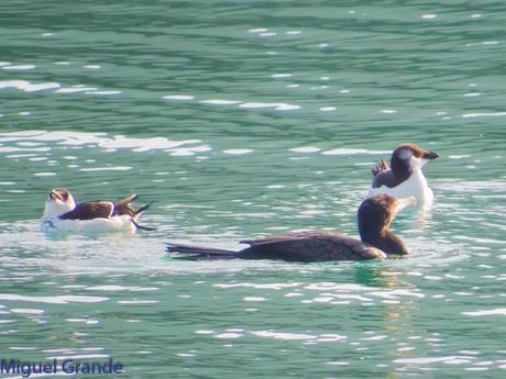 ALCAS,ARAOS Y UN MOÑUDO