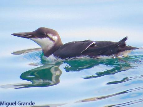 ALCAS,ARAOS Y UN MOÑUDO