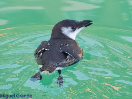 ALCAS,ARAOS Y UN MOÑUDO