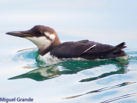 ALCAS,ARAOS Y UN MOÑUDO