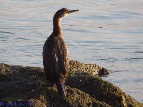 ALCAS,ARAOS Y UN MOÑUDO