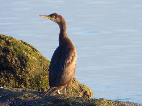 ALCAS,ARAOS Y UN MOÑUDO