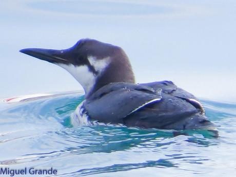 ALCAS,ARAOS Y UN MOÑUDO