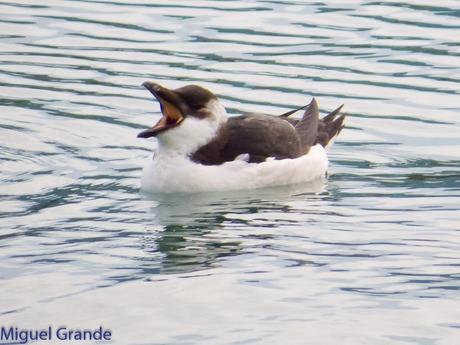 ALCAS,ARAOS Y UN MOÑUDO
