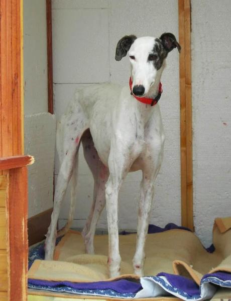 MALDIVA EN ACOGIDA O ADOPCIÓN. (MADRID)