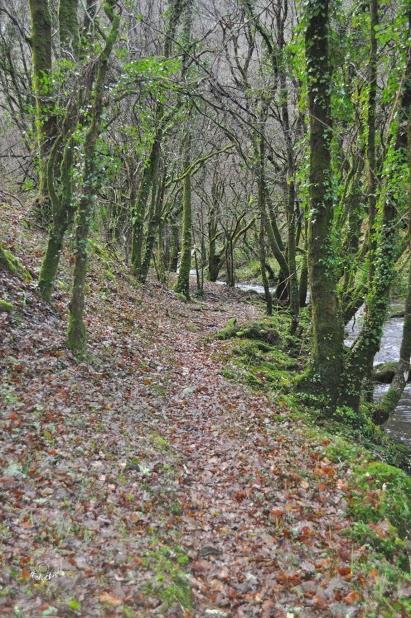 San Silvestre Aranga On Move (free trail) San Silvestre Aranga On Move (free trail)