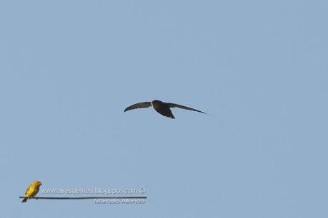 Vencejo de tormenta (Sick´s Swift) Chaetura meridionalis