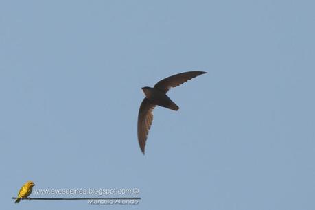 Vencejo de tormenta (Sick´s Swift) Chaetura meridionalis