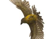 Suirirí real (Tropical Kingbird) Tyrannus melancholicus