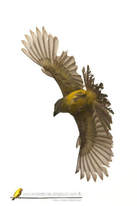 Suirirí real (Tropical Kingbird) Tyrannus melancholicus