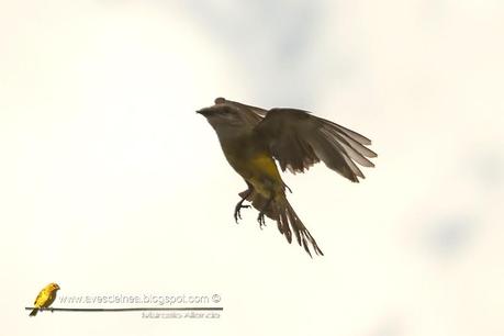 Suirirí real (Tropical Kingbird) Tyrannus melancholicus