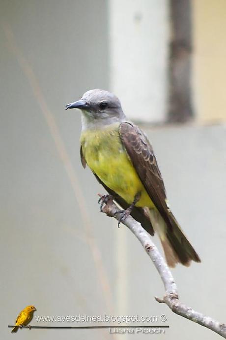 Suirirí real (Tropical Kingbird) Tyrannus melancholicus