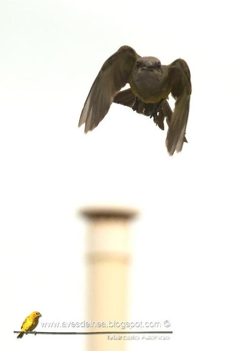 Suirirí real (Tropical Kingbird) Tyrannus melancholicus