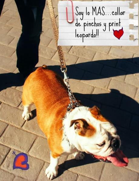 ModaYMascotas-FashionAndPets-ModeEtMascottes